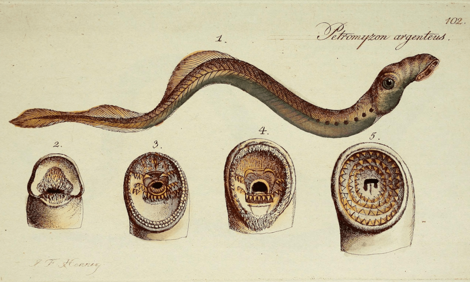 Lamprey mouths in M.E. Blochii ... Systema ichthyologiae iconibus CX illustratum, 1801. Public domain.