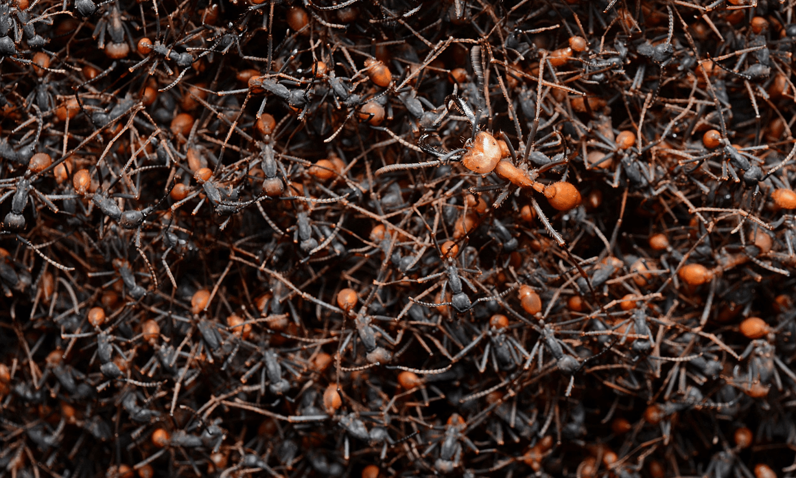 Army ant bivouac by Geoff Gallice. Used under CC BY 2.0.