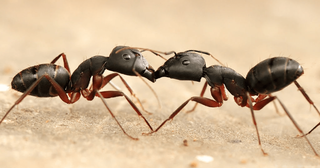 Black ants sharing sociochemicals.